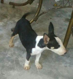 Venta Bull Terrier 900 Soles Ped Plata