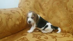Venta de Cachorros Beagle