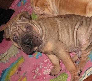 Venta de cachorros Sharpei