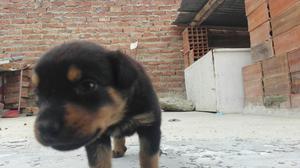 Última Cachorra Rottweiler