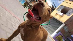 perro pitbult tres meses de edad 350 orejas cortadas