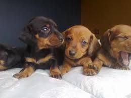 salchicha encantadores y muy lindos cachorritos mini