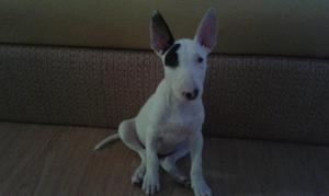 se vende bull terrier