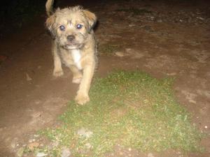 se vende cachorro