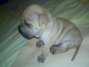 sharpei en venta