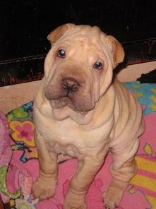 vendo cachorro sharpei hembra