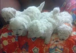 AMIGABLES BICHON FRISE CACHORRITOS