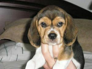 Beagle