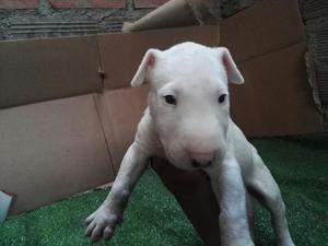 Bull Terrier