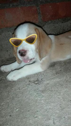Cachorrito Raza Beagle Bicolor