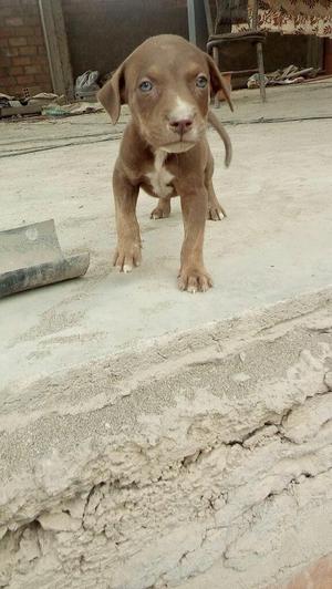 Cachorro Pitbull