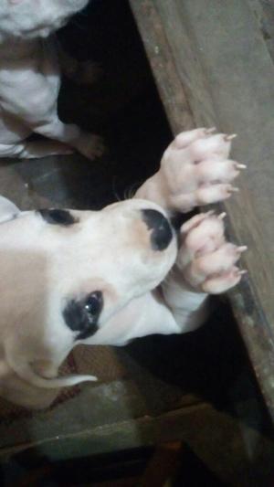 Cachorro de Dos Meses Dogo Argen