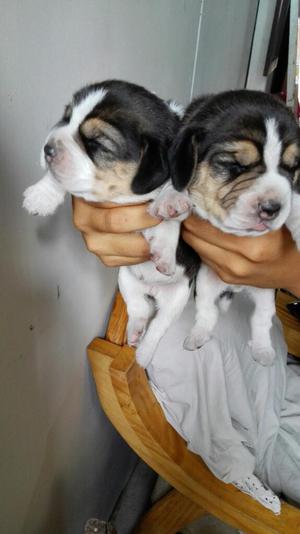 Cachorros.beagles