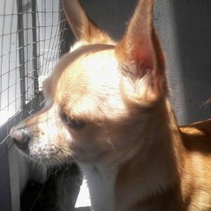 Chihuahua busca hembrita