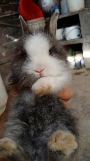 Conejitos