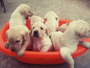 Hermosos cachorros Labradores