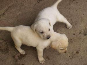 LABRADOR ENCANTADORES BIEN FINOS MIS CACHORROS