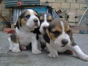 Lindos Cachorritos Beagles