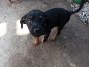 Perritos en Adopcion