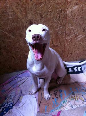 Pitbull