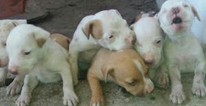 Pitbull Fusion