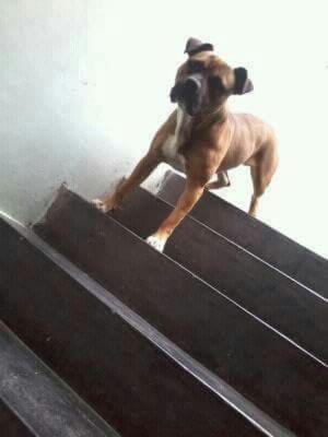 Pitbull para Monta