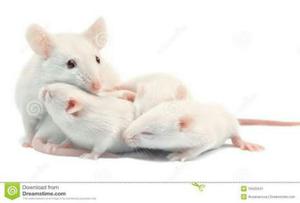 Ratones Blancos