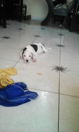 Se Vende Cachoro Pitbull de 2 Meses 300