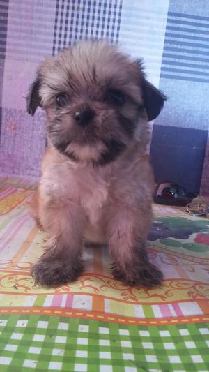 Se Vende Este Perrito Raza Shitzu