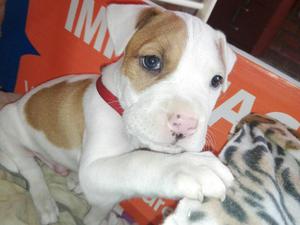 Se Vende Un Cachorro Pitbull