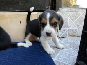Tiernos Cachorros Beagle Tricolores