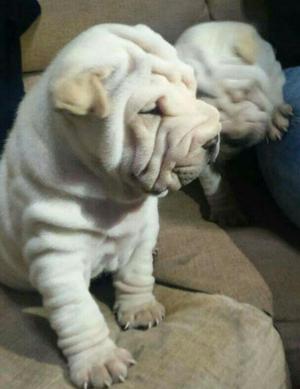 Venta de Sharpei