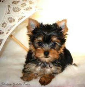 Yorkshire Terrier