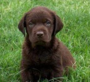 lindos y bellos labradores tenemos colores