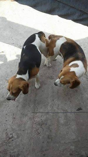 servicio de monta beagle tricolor macho
