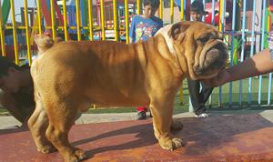 Bulldog Full Pedigree Dorado Servicio de Monta