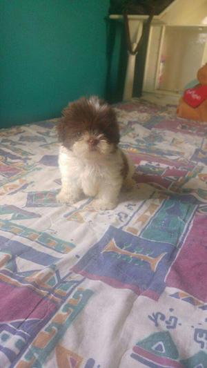 Cachorra Shih Tzu