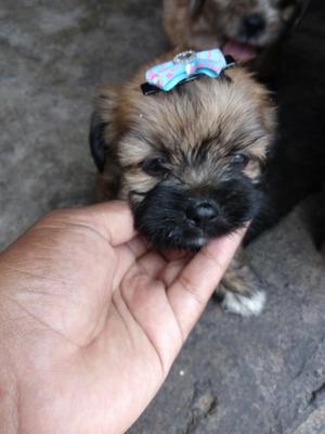 Cachorrita Bichon Habanero