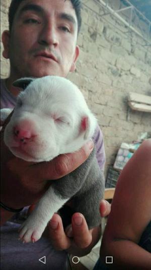 Cachorrita Pitbull Buena Ejemplar