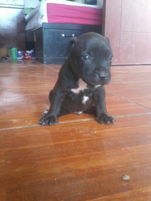 Cachorros Pitbul Fusion