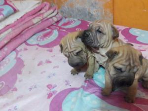 Cachorros Sharpei