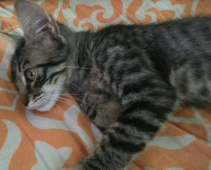 Gato Gatito en Adopción 4 Meses