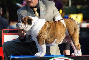 Handler Entrenador de Perros de Exposición Bulldog frances