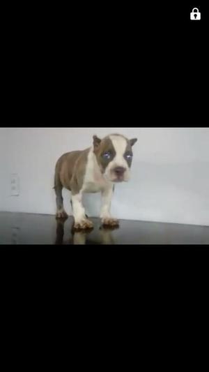 Hermosa American Bully