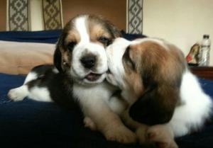 Lindos Cachorros Beagles Tricolores