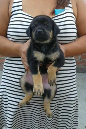 Rottweiler Hembras Hermosas