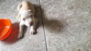 Se Vende Pitbull Red Nose