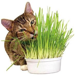 vendo macetas de planta para gatos