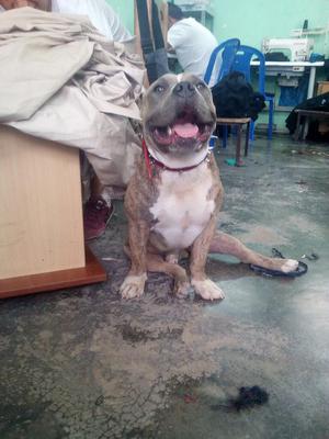 American Bully