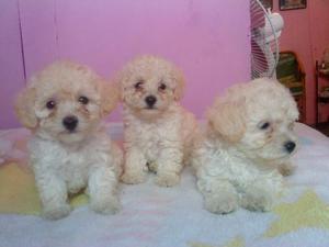 BELLISIMOS CACHORRITOS BICHON FRISE